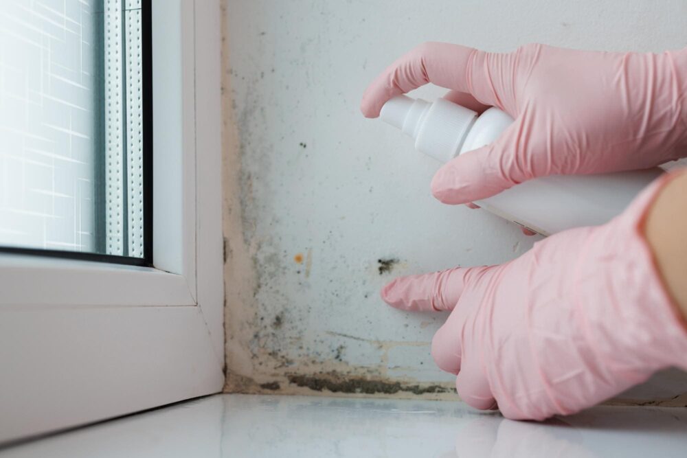 damp and mold removal