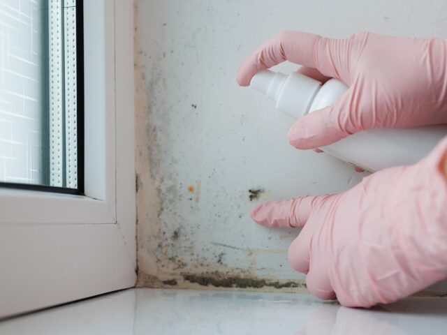 How to Remove Damp and Mold from Walls