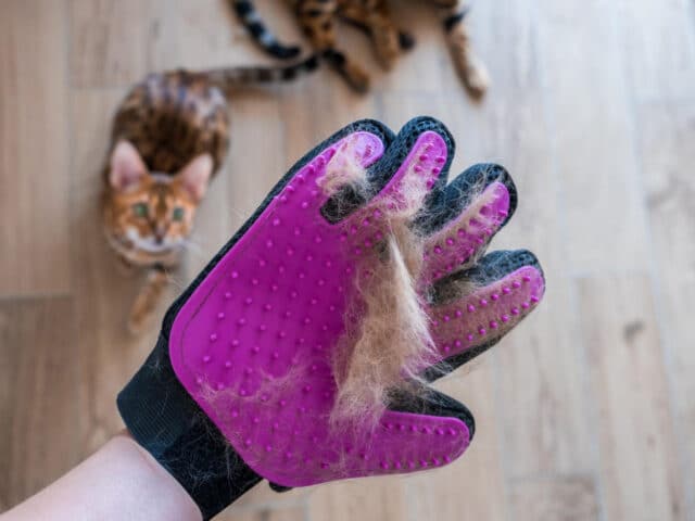 Pet Odor & Accident Cleanup: The Complete Guide